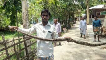 পাথরঘাটায় বেড়ার জালে আটকে ছিল ৭ ফুটের অজগর