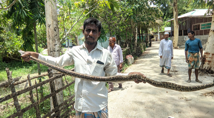 পাথরঘাটায় বেড়ার জালে আটকে ছিল ৭ ফুটের অজগর