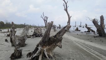 কুয়াকাটায় মরছে সংরক্ষিত বনের  হাজারো গাছ