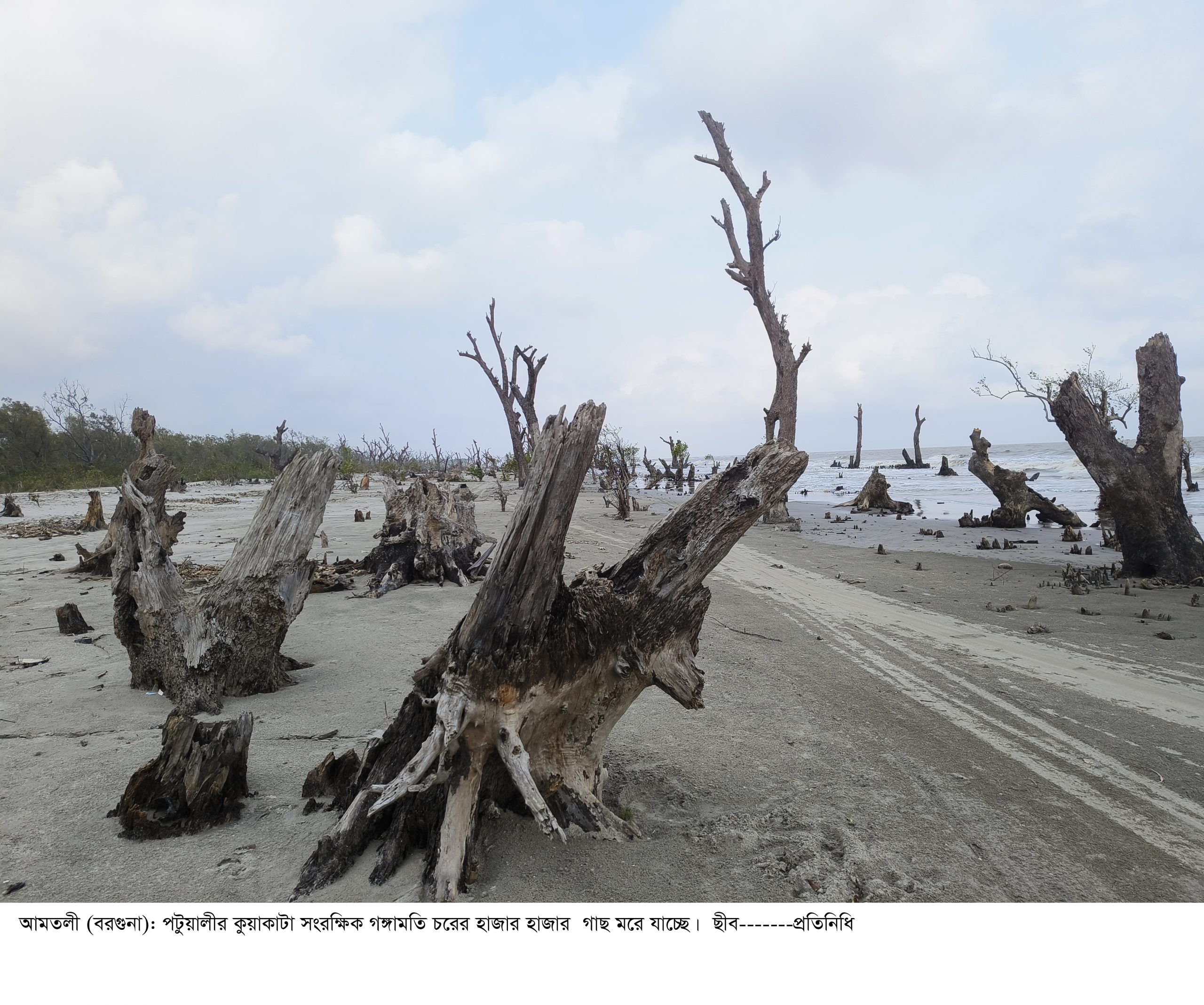 কুয়াকাটায় মরছে সংরক্ষিত বনের  হাজারো গাছ