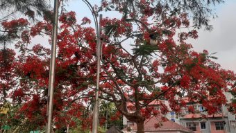 গাছে গাছে শোভা পাচ্ছে কৃষ্ণচূড়া ফুলের সমারোহ