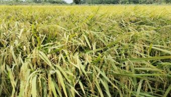 লালমোহন উপজেলায়  ১২৬ কোটি টাকার ধান উৎপাদনের সম্ভাবনা