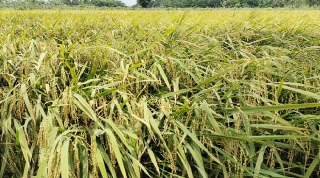 লালমোহন উপজেলায়  ১২৬ কোটি টাকার ধান উৎপাদনের সম্ভাবনা