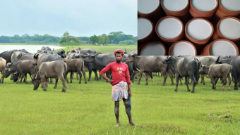 ঐতিহ্য মহিষের দই কুইন আইল্যান্ড