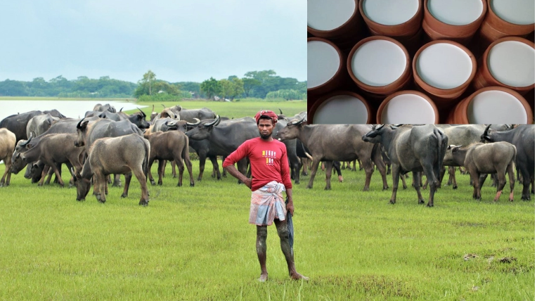 ঐতিহ্য মহিষের দই কুইন আইল্যান্ড