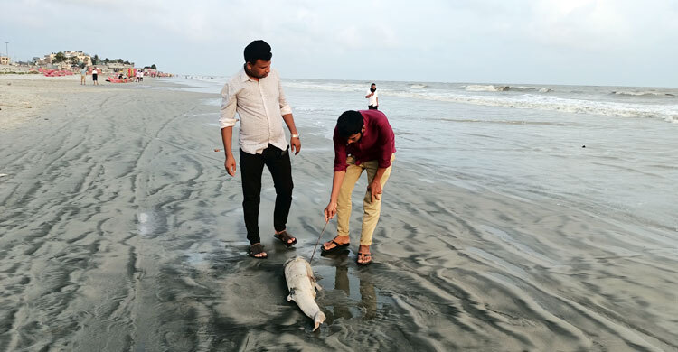 কুয়াকাটা সৈকতে ভেসে এলো ডলফিনের মৃত বাচ্চা