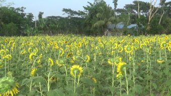 চলতি বছর পটুয়াখালীতে উৎপাদন হবে প্রায় ২০ কোটি টাকার সূর্যমুখী তেল