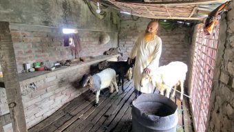 পটুয়াখালীর শানু মৃধা মরুর প্রাণী ‘দুম্বা’ পালনে সফল