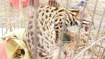 কুড়িগ্রাম রৌমারী উপজেলার যাদুর চরে চিতা বাঘ উদ্ধার