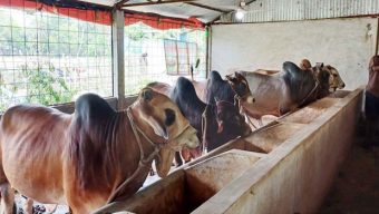 মির্জাগঞ্জে কোরবানির জন্য প্রস্তুত ৯ হাজার পশু