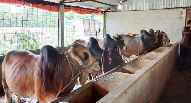 মির্জাগঞ্জে কোরবানির জন্য প্রস্তুত ৯ হাজার পশু