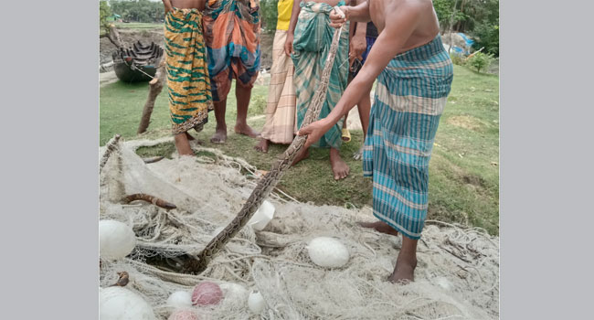 পাথরঘাটায় খালের পাড় থেকে অজগর সাপ উদ্ধার