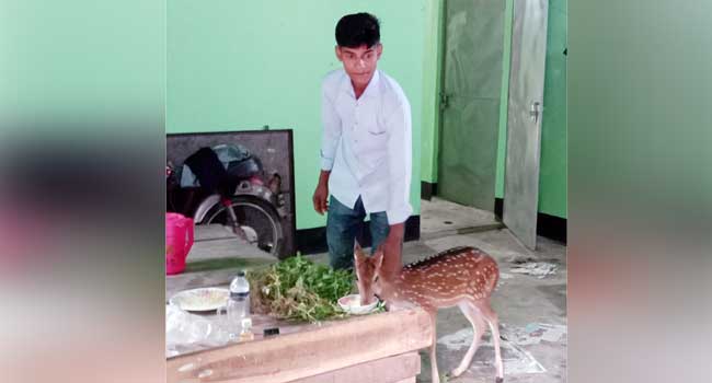 তজুমদ্দিনে হরিণের সাথে বনকর্মীর সখ্যতা