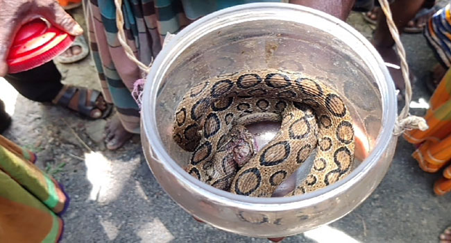 কলাপাড়ায় কৃষকের জালে ধরা পড়লো রাসেলস ভাইপার