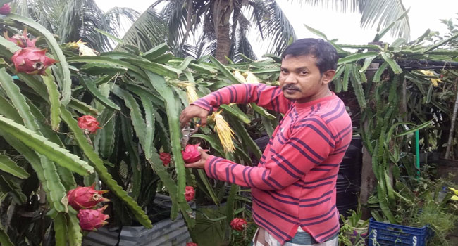 পটুয়াখালীতে শিক্ষকতার পাশাপাশি ছাদ বাগান করে সফল শামীম