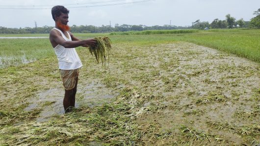 আমতলীতে রিমালের পানিতে সাড়ে ৩শ’হেক্টর জমির আউশের বীজতলার সর্বনাস