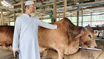 লালমোহনে ৮১ কোটি টাকার ১৫ হাজার গবাদি পশু কোরবানির সম্ভাবনা
