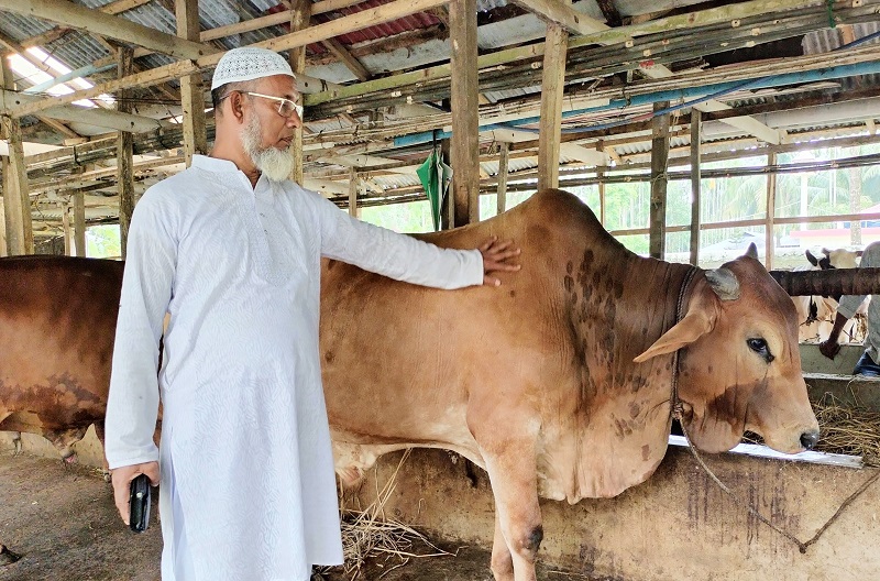 লালমোহনে ৮১ কোটি টাকার ১৫ হাজার গবাদি পশু কোরবানির সম্ভাবনা