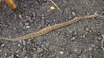 তজুমদ্দিনে দেখা মিললো রাসেলস ভাইপার, আতঙ্কে এলাকাবাসী