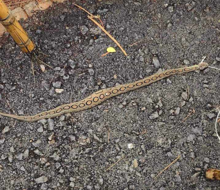 তজুমদ্দিনে দেখা মিললো রাসেলস ভাইপার, আতঙ্কে এলাকাবাসী