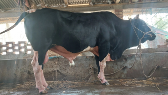 কুয়াকাটার কালো মানিক কিনলেই ফ্রিতে মিলবে খাসি