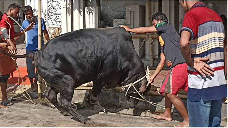জবাইয়ের সময় গরুর লাথিতে প্রবাসীর মৃত্যু