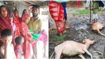 রাঙ্গাবালীতে বজ্রপাতে ২ গবাদিপশুর মৃত্যু, আহত শিশু