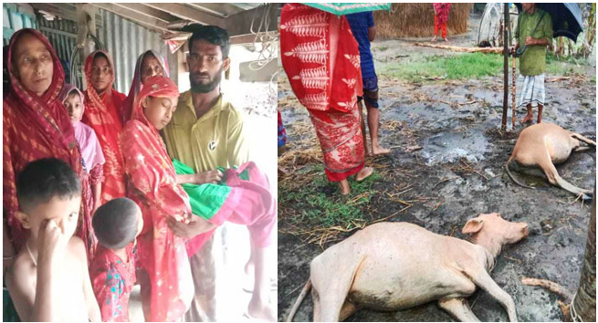 রাঙ্গাবালীতে বজ্রপাতে ২ গবাদিপশুর মৃত্যু, আহত শিশু