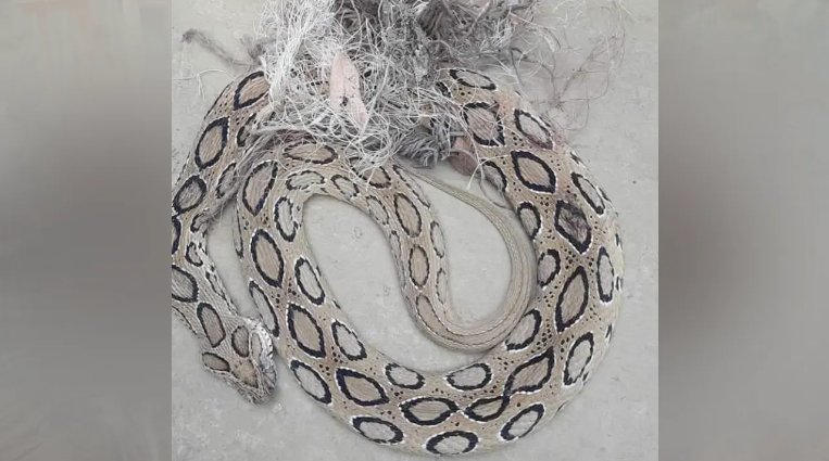 ভোলায় রাসেলস ভাইপার আতঙ্ক