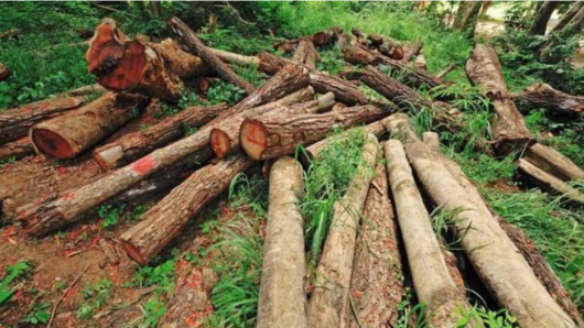 কুয়াকাটায় ডেসটিনির গাছ বিক্রি করে দিচ্ছে কারা?
