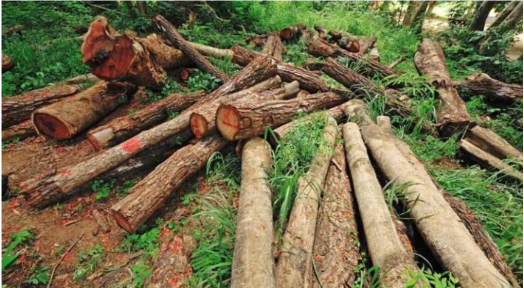 কুয়াকাটায় ডেসটিনির গাছ বিক্রি করে দিচ্ছে কারা?