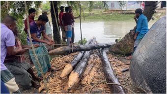 তালতলীতে সংরক্ষিত বনের ৪ কেওড়া গাছ উদ্ধার