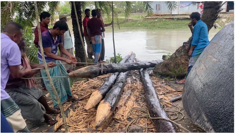 তালতলীতে সংরক্ষিত বনের ৪ কেওড়া গাছ উদ্ধার