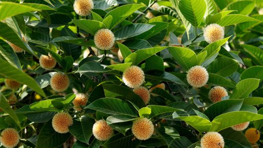 আষাঢ় এলেও হারিয়ে যাচ্ছে বর্ষার স্মারক কদম