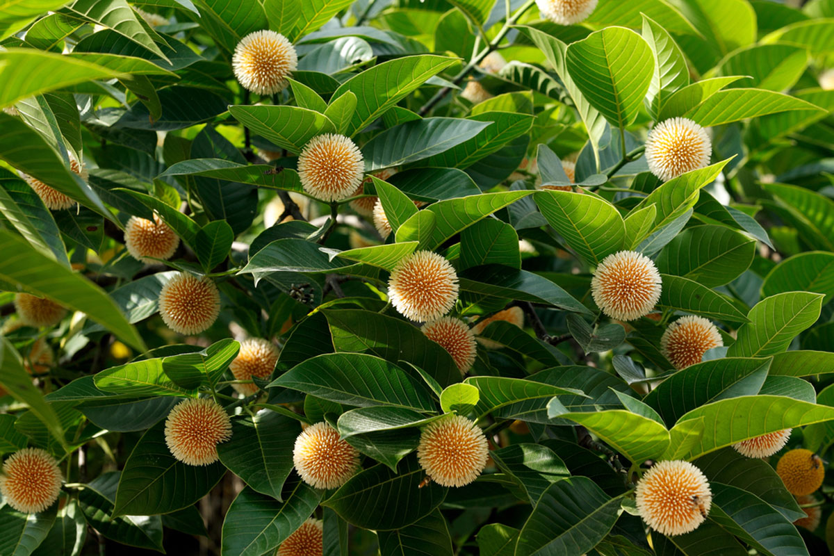 আষাঢ় এলেও হারিয়ে যাচ্ছে বর্ষার স্মারক কদম