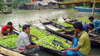 ঝালকাঠির সুগন্ধি লেবুর চাহিদা সারাদেশে