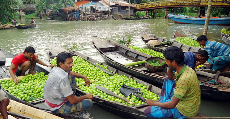 ঝালকাঠির সুগন্ধি লেবুর চাহিদা সারাদেশে