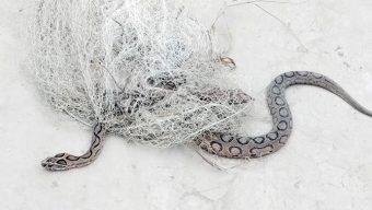 কলাপাড়ায় ফের দেখা মিললো দুই রাসেলস ভাইপার