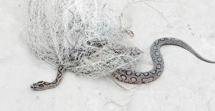 কলাপাড়ায় ফের দেখা মিললো দুই রাসেলস ভাইপার