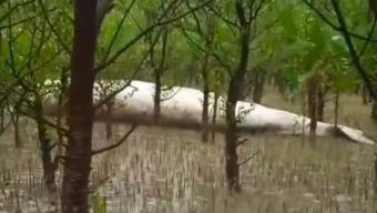 বরগুনায় জোয়ারের পানিতে ভেসে এলো মৃত ‘তিমি’