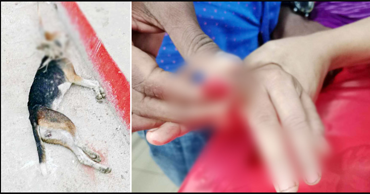 ঝালকাঠিতে কুকুরের কামড়ে আহত ৬