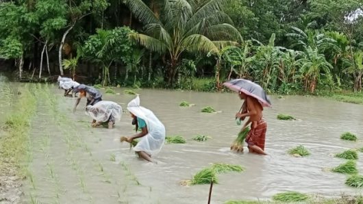 লালমোহনে আমন চাষে ব্যস্ত সময় পার করছেন কৃষকরা