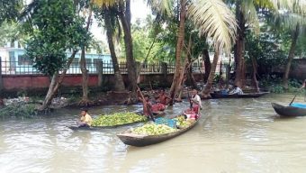 ঝালকাঠির পেয়ারা চাষিদের কোটি টাকা ক্ষতির আশঙ্কা