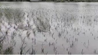 কলাপাড়ায় আদালতের আদেশ অমান্য করে জমি চাষাবাদে বাধা