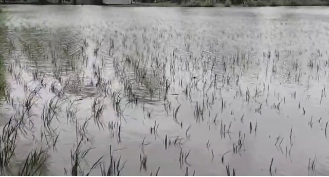 কলাপাড়ায় আদালতের আদেশ অমান্য করে জমি চাষাবাদে বাধা