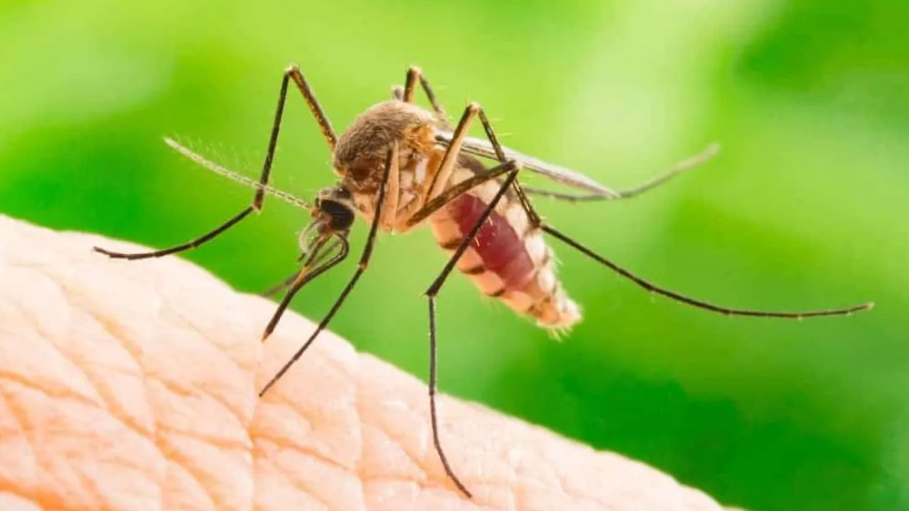 বরিশালে বাড়ছে ডেঙ্গু রোগী