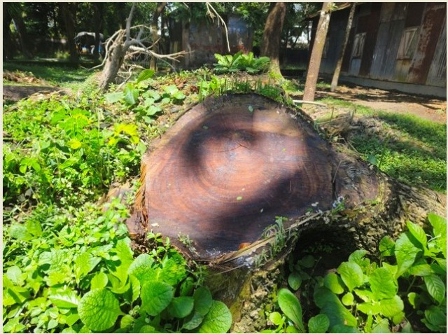 আমতলী সরকারী কলেজের অধ্যক্ষের বিরুদ্ধে গাছ কাটার অভিযোগ
