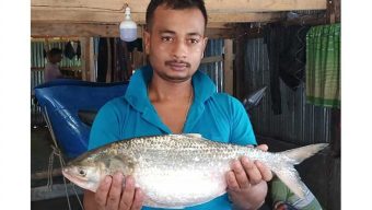 পটুয়াখালীতে ধরা পড়েছে ২ কেজি ২৮০ গ্রাম ওজনের এক ইলিশ
