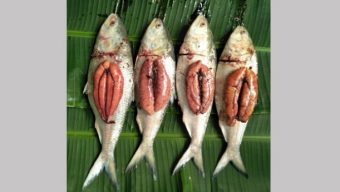 পটুয়াখালীতে নিষেধাজ্ঞা শেষেও জেলেদের জালে মা ইলিশ