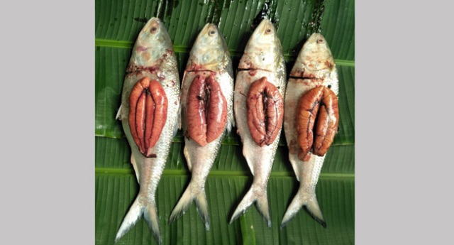 পটুয়াখালীতে নিষেধাজ্ঞা শেষেও জেলেদের জালে মা ইলিশ